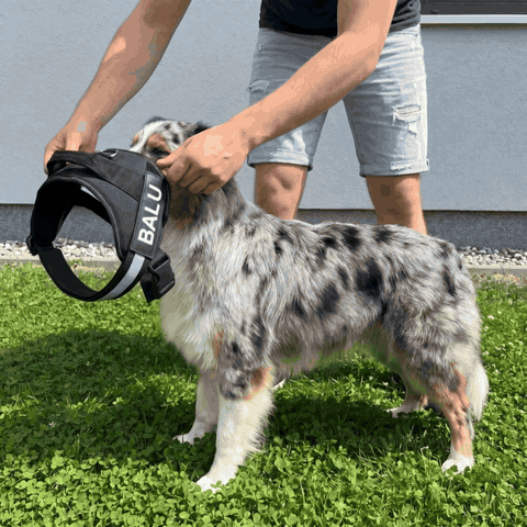 Australian Shepherd bekommt das Tierloop-Geschirr in einer Bewegung über den Kopf gezogen