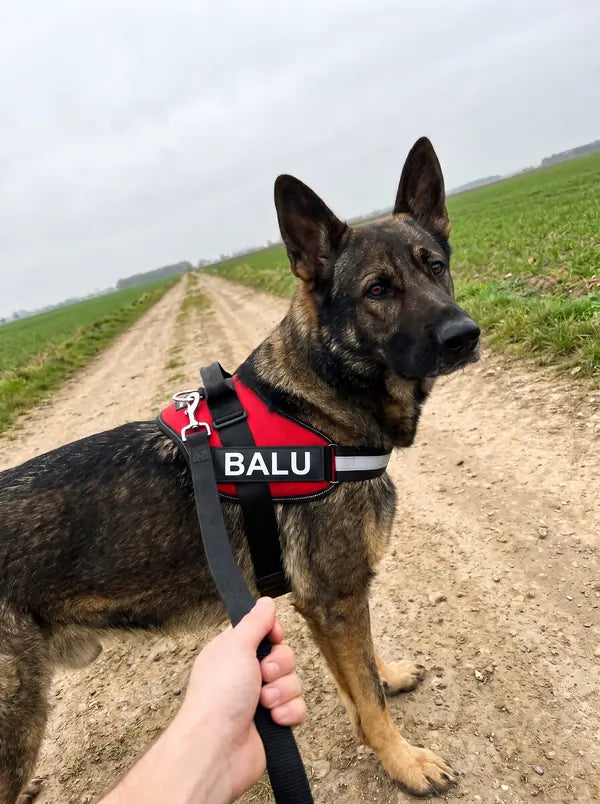 Kundenfoto Jürgen W.: Schäferhund-Mix im roten Geschirr