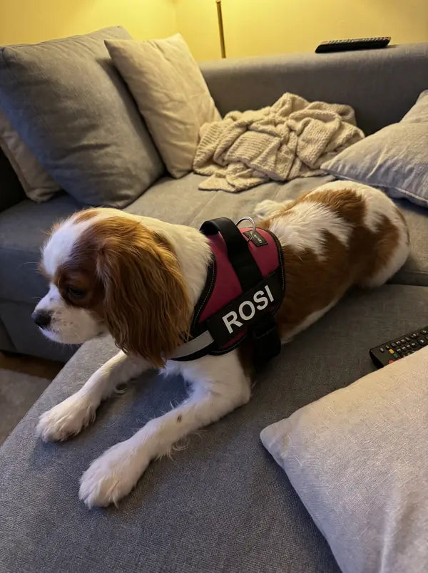 Kundenfoto Karin L.: Cavalier King Charles im himbeerfarbenen Geschirr