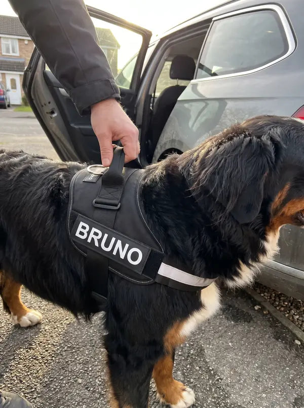 Kundenfoto Frank D.: Berner Sennenhund im schwarzen Geschirr