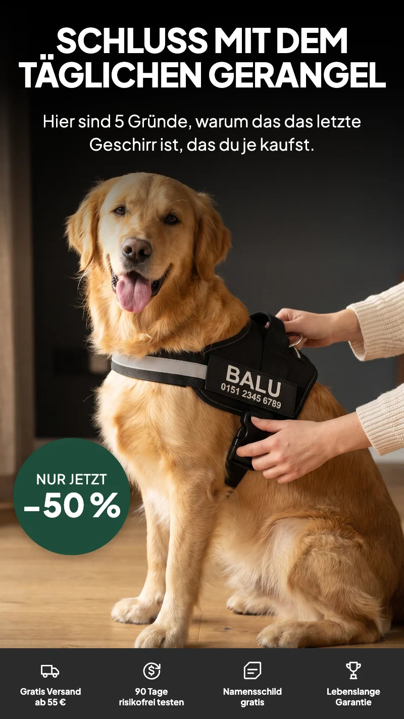 Golden Retriever bekommt das Tierloop-Geschirr angezogen – Schluss mit dem täglichen Gerangel