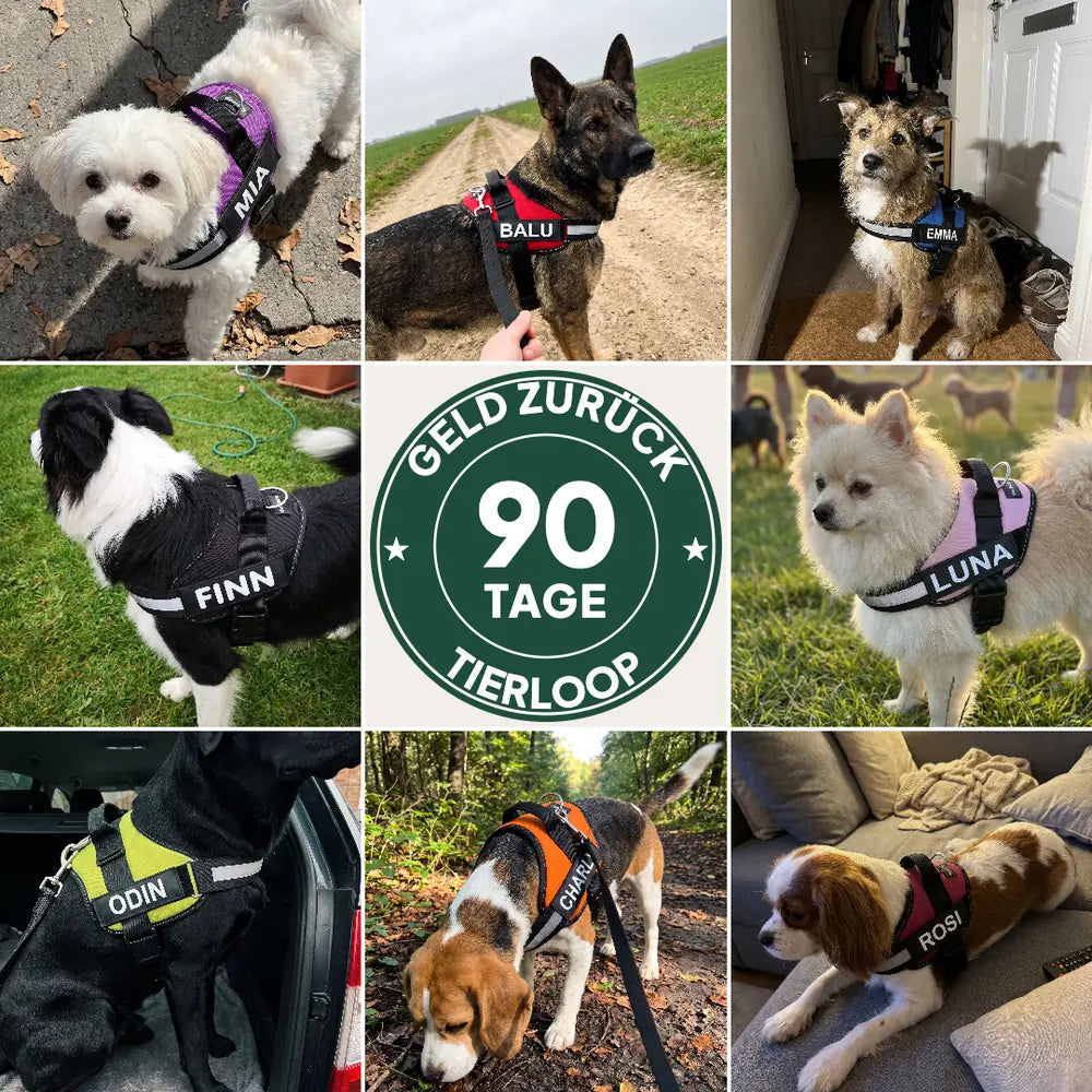 Acht Hunde im Tierloop-Geschirr, in der Mitte der Garantie-Stempel