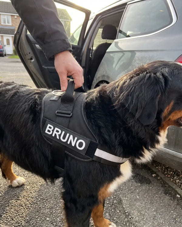 Berner Sennenhund im Geschirr, Hand am Haltegriff