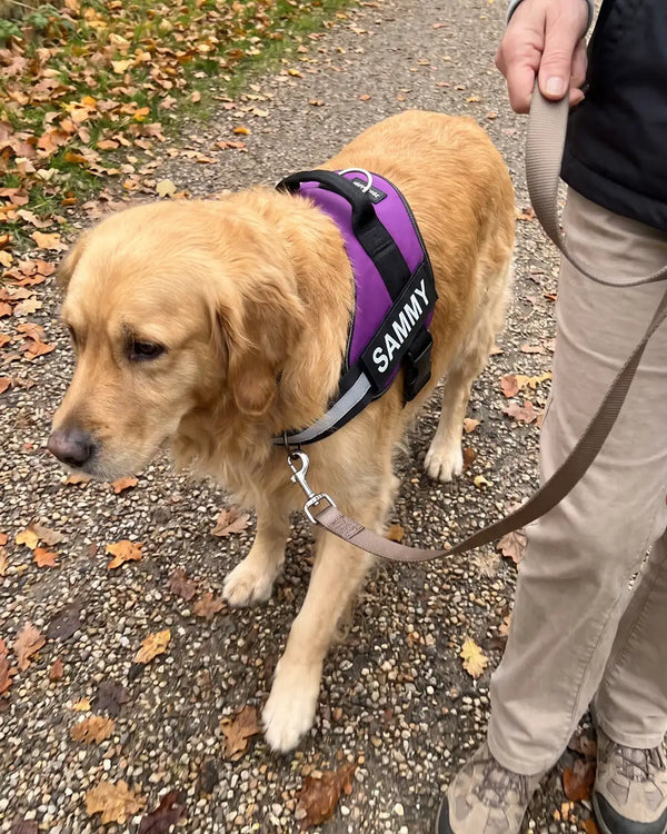 Golden Retriever im lila Geschirr an lockerer Leine