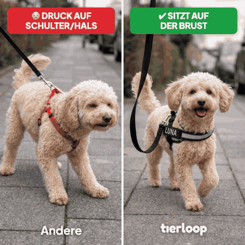 Geteiltes Bild, bewegt, beide Hälften auf demselben Gehweg: links derselbe kleine Hund in einem fremden roten Geschirr mit Riemen zwischen den Schultern, zieht gequält, Etikett „😟 Druck auf Schulter/Hals“, unten „Andere“; rechts im Tierloop-Geschirr läuft er locker auf die Kamera zu, Etikett „✔ Sitzt auf der Brust“, unten „tierloop“