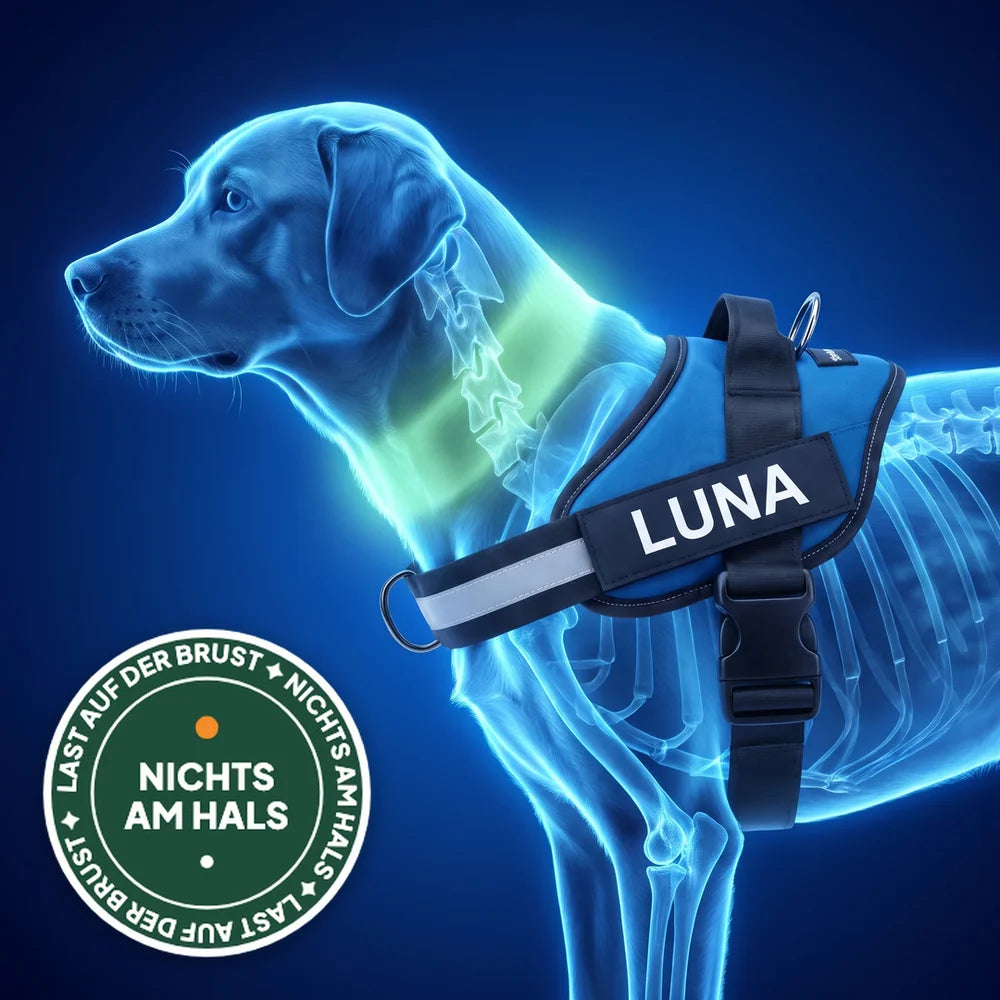 Erklär-Grafik im Röntgen-Look: durchscheinender, blau leuchtender Hund von der Seite, Hals und Kehle grün hervorgehoben und frei, das Tierloop-Geschirr sitzt auf der Brust; rundes Siegel „Last auf der Brust · Nichts am Hals“