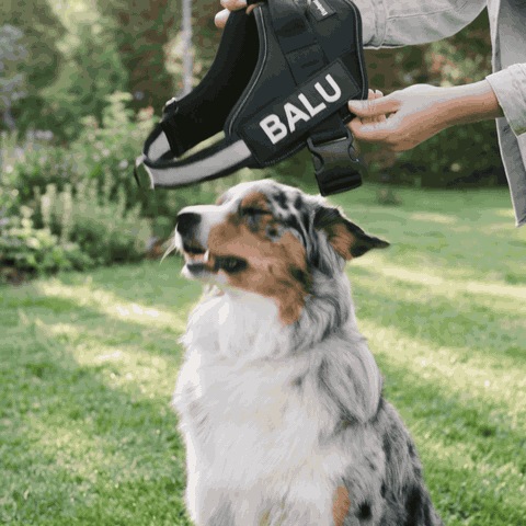 Bewegt: Hände ziehen das Tierloop-Geschirr in einer Bewegung über den Kopf eines Australian Shepherd, der ruhig im Gras sitzt