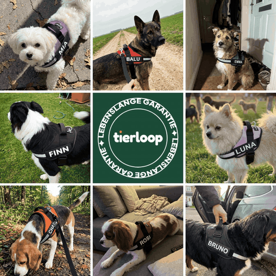 3×3-Raster aus acht Handyfotos von Hunden im Tierloop-Geschirr, in der Mitte ein rundes Siegel „Lebenslange Garantie“, das sich langsam dreht