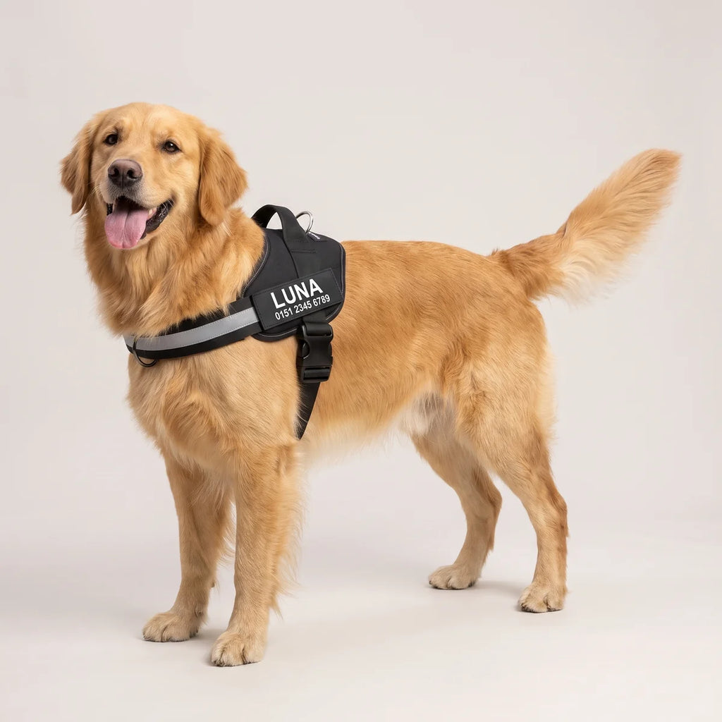 Golden Retriever im schwarzen Geschirr