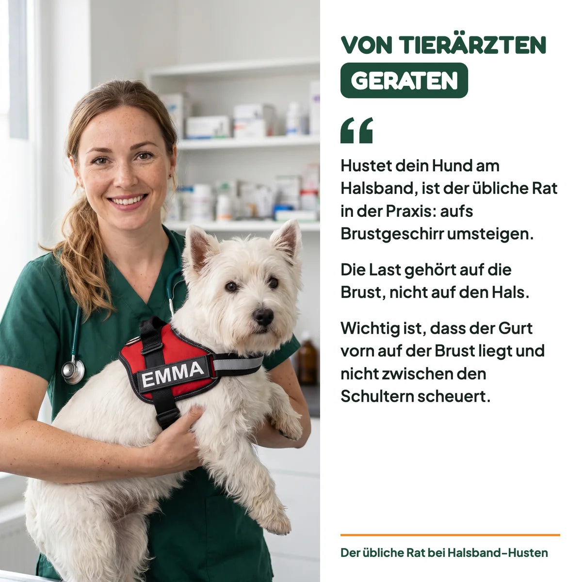 Tierärztin mit Westie im roten Geschirr