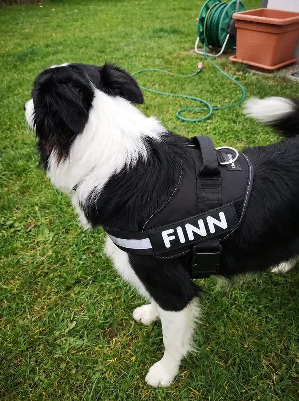 Kundenfoto Monika S.: Border Collie im schwarzen Geschirr