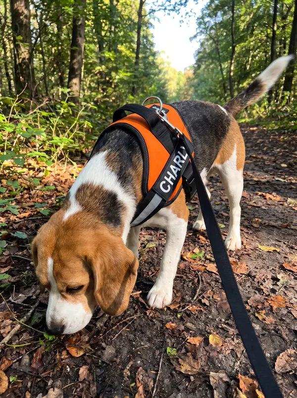 Kundenfoto Andrea M.: Beagle im orangen Geschirr