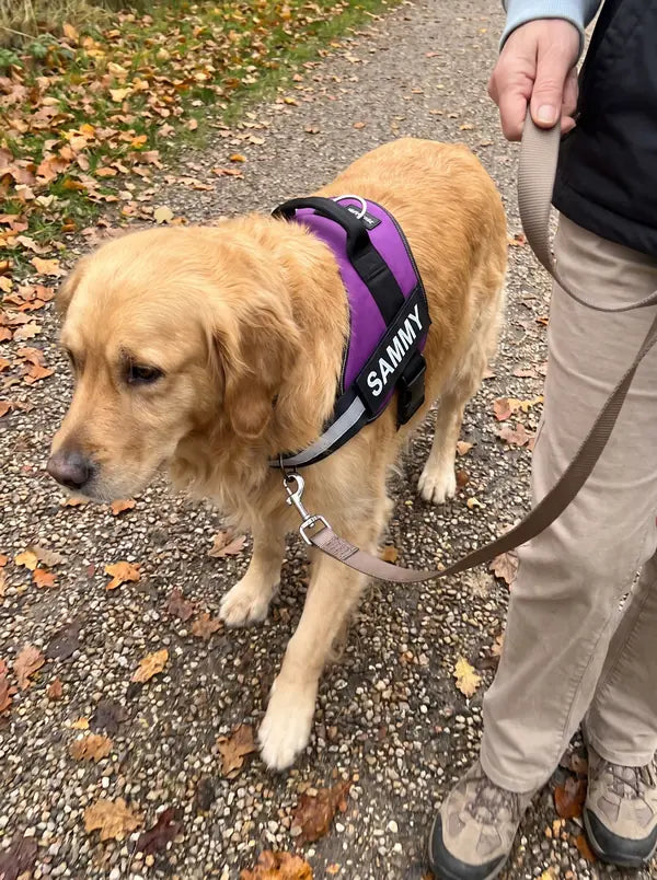 Kundenfoto: Golden Retriever im lila Geschirr läuft locker an der Leine neben einer älteren Frau